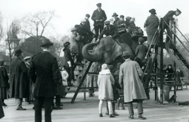 Crowds watching visitors embarking on an elephant ride, overseen by keeper Arthur Church, London Zoo